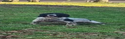 English Springer Spaniel dogs for sale: English springer spaniel pups, docked and KC reg - Advert 14