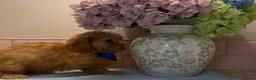 Cockapoo dogs for sale: Stunning toy F1 cockapoo    - Advert 26