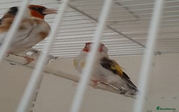 Canaries birds for sale: Canaries and Goldfinches  - Image 6