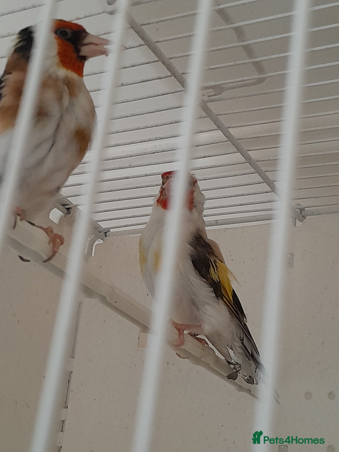Canaries birds for sale: Canaries and Goldfinches  - Image 6