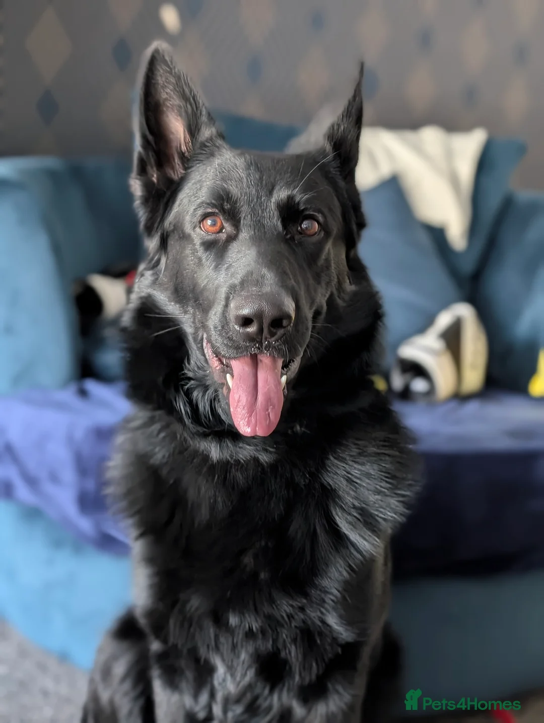 German Shepherd dogs for stud: Black German Shepherd Stud KC  in Halesowen - Advert 5