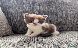 British Shorthair cats for sale: Beautiful British Shorthair Registered Kittens  - Image 13