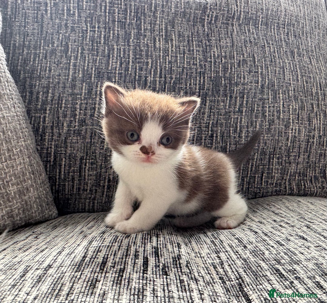 British Shorthair cats for sale: Beautiful British Shorthair Registered Kittens  - Image 13