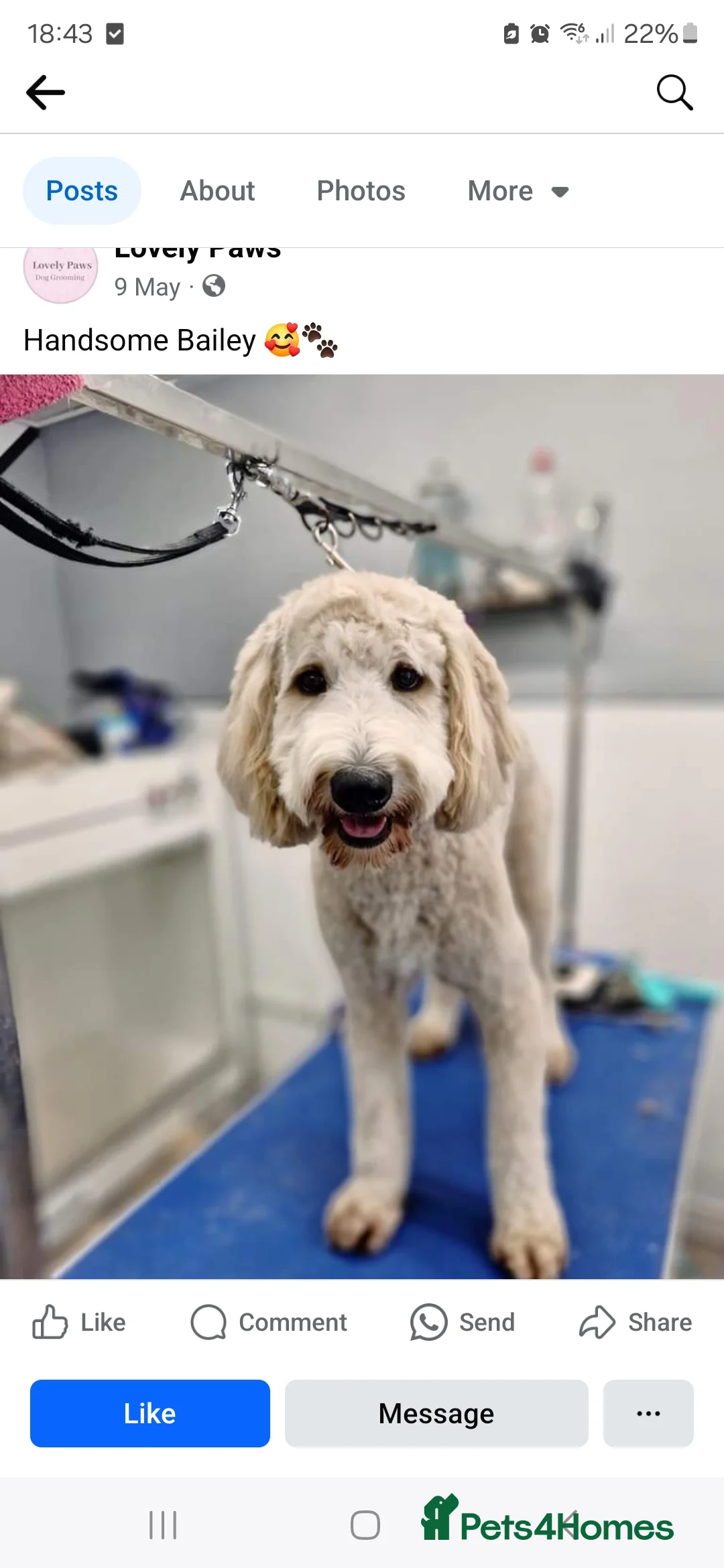 Labradoodle dogs for stud: Outstanding labradoodle stud  in Havant - Advert 2