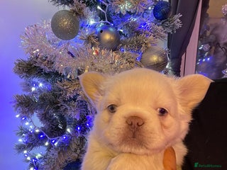 French Bulldog dogs Pink Teddy bear Frenchie ! - Advert 10