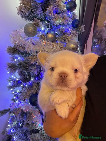 French Bulldog dogs Pink Teddy bear Frenchie ! - Advert 12