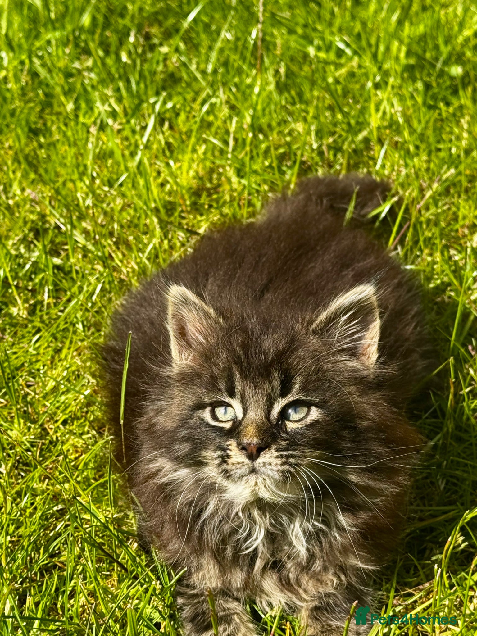 Maine Coon cats for sale: Pedigree Maine Coon Male Kitten in Newtownards - Advert 12