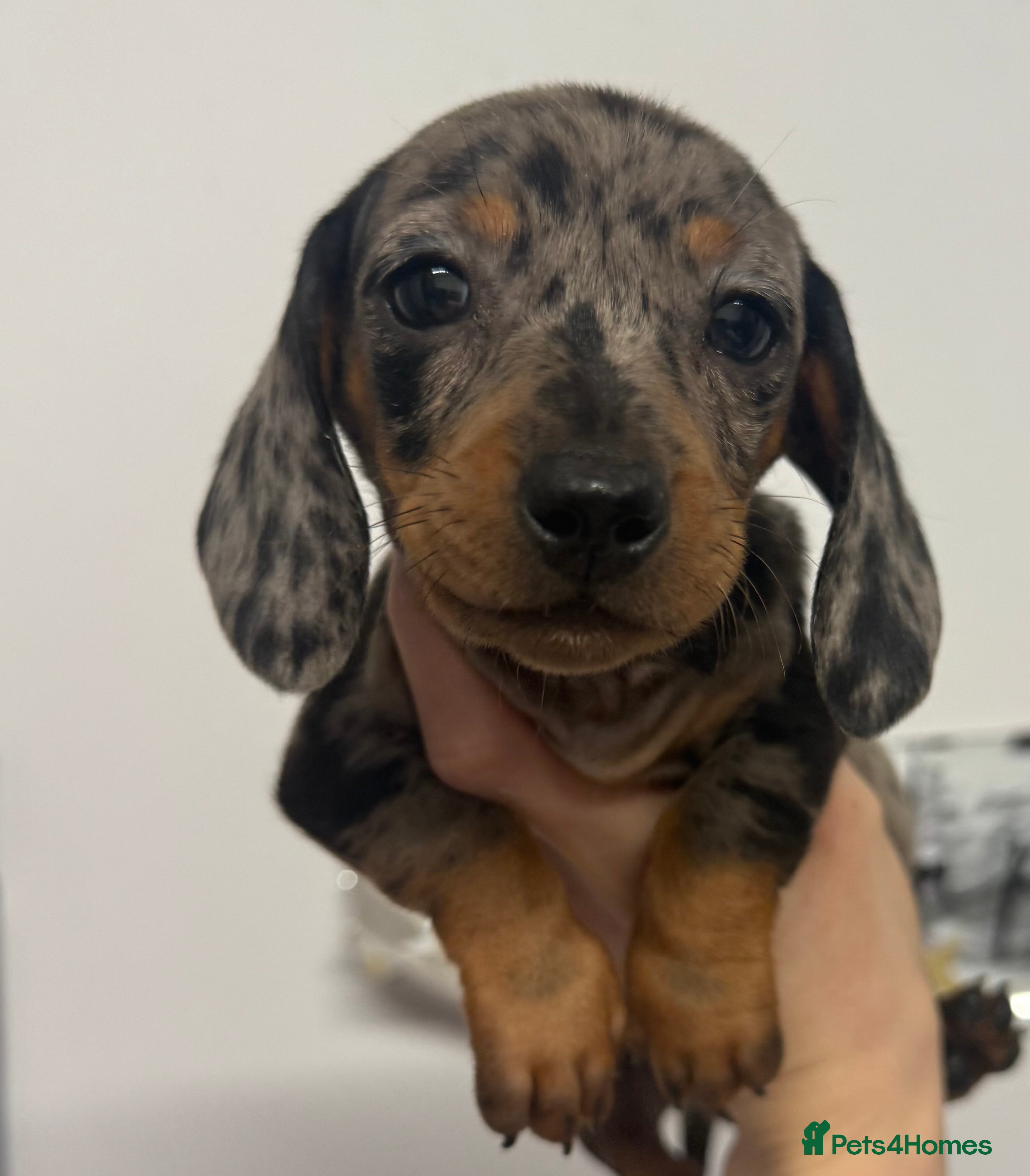 Miniature Dachshund dogs Last miniature dachshund female puppy - Advert 1