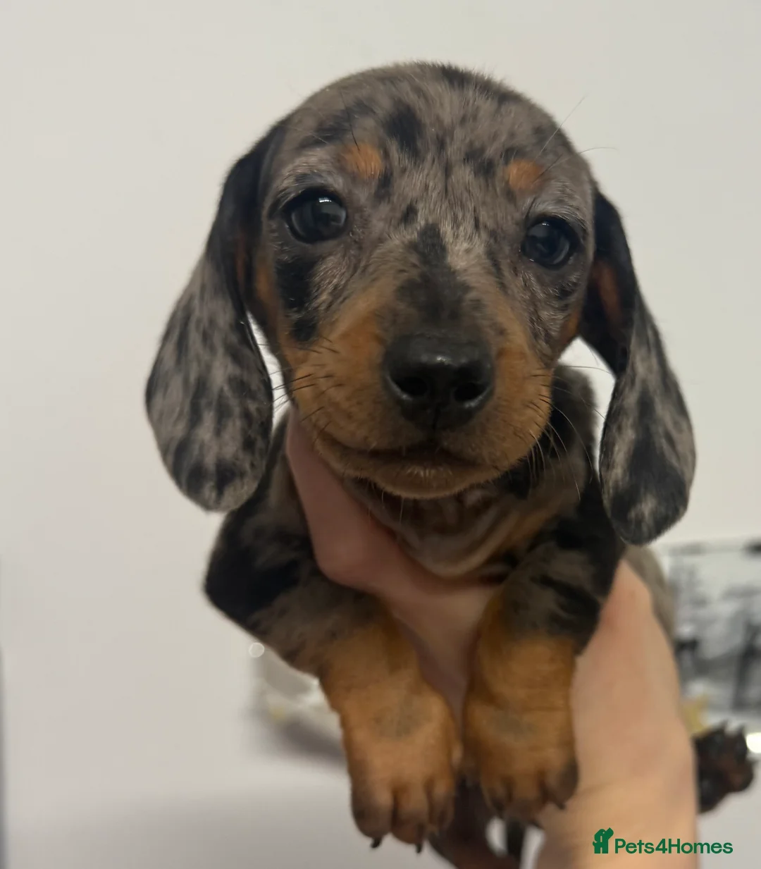 Miniature Dachshund dogs for sale: Last miniature dachshund female puppy - Advert 1