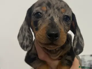 Miniature Dachshund dogs Last miniature dachshund female puppy - Advert 1