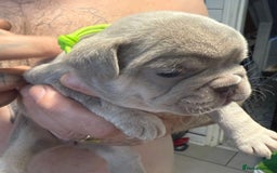French Bulldog dogs for sale: French bulldog puppies - Image 1