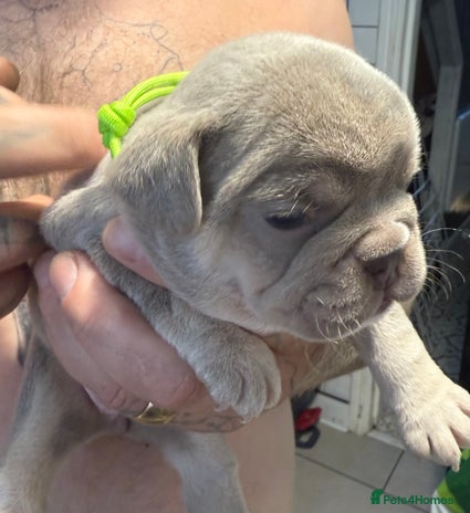 French Bulldog dogs - Advert 1