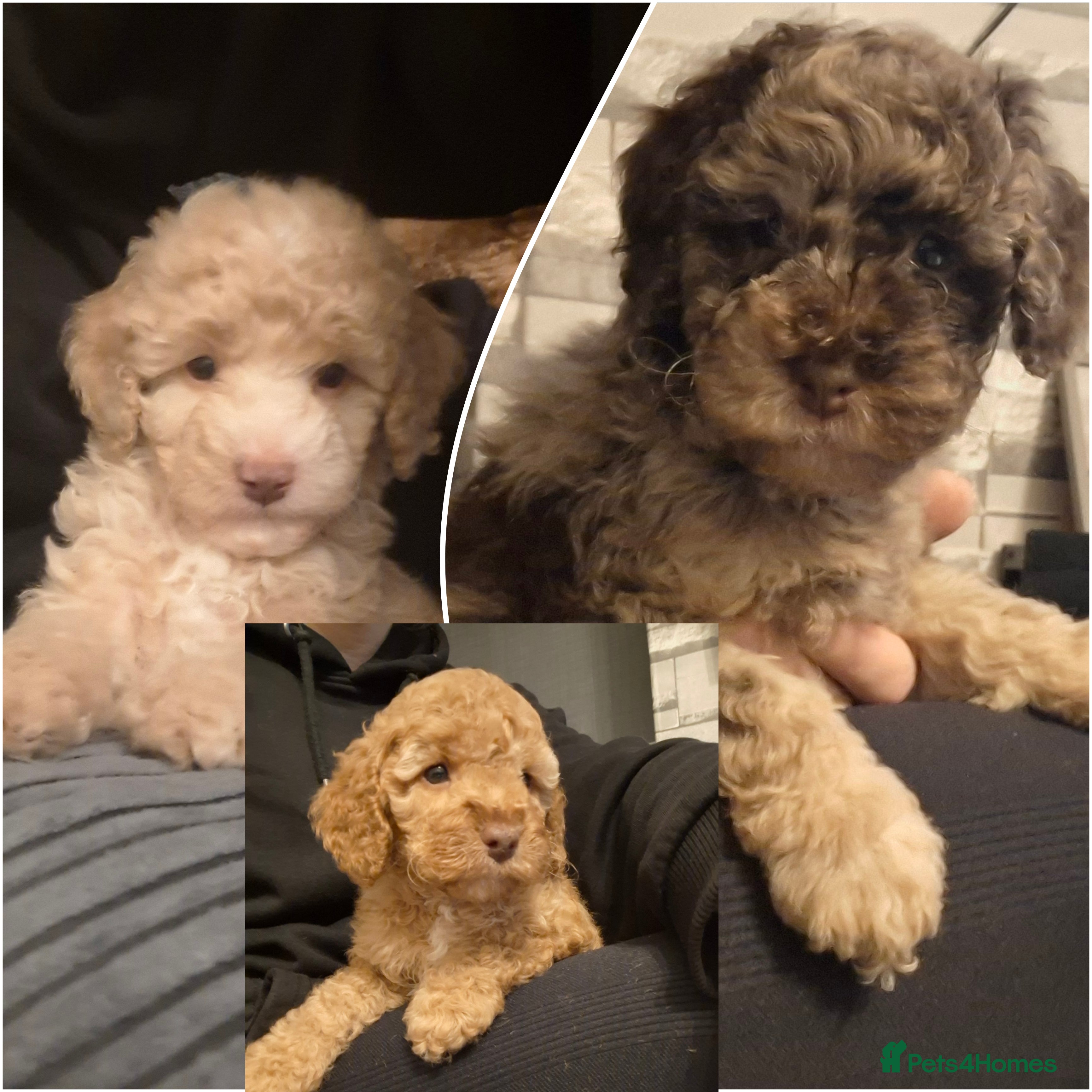 Cockapoo dogs Ready for their new homes - Advert 15