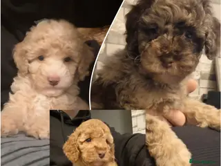 Cockapoo dogs Ready for their new homes - Advert 15