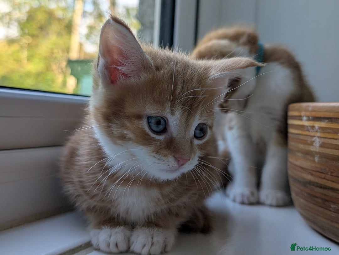 Mixed Breed cats for sale: We're just waiting for the perfect new home - Image 6