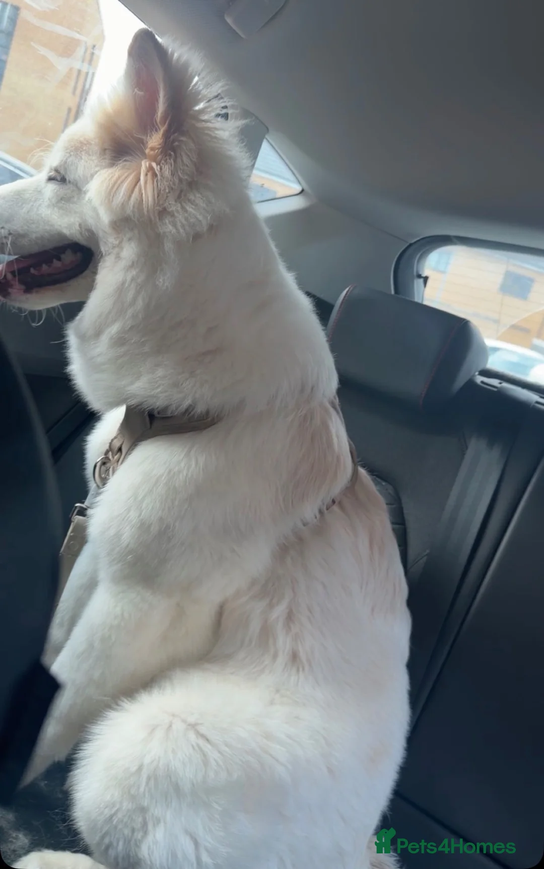 Akita dogs for sale: Female American Akita  - Advert 4