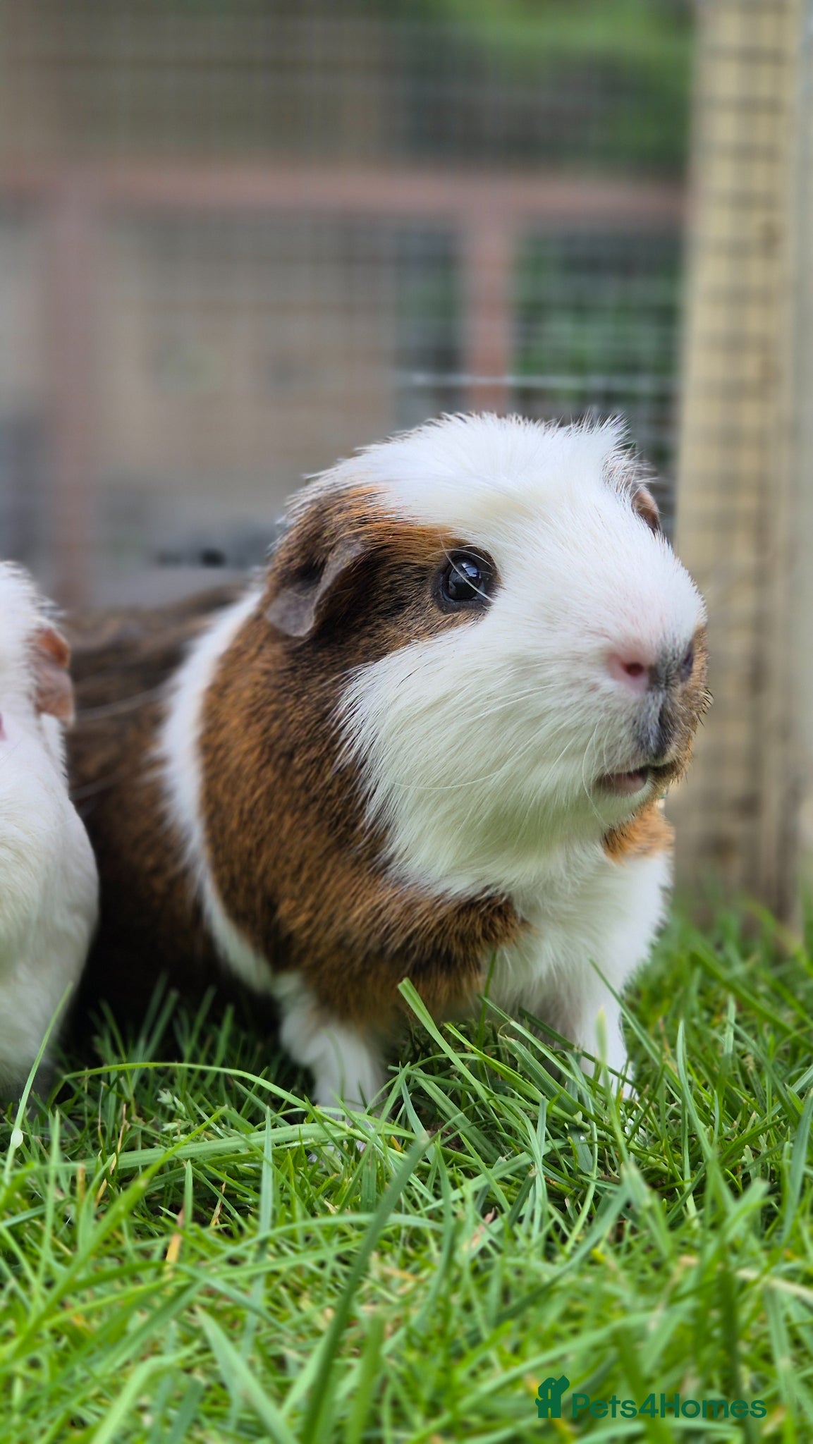 Guinea Pig rodents for sale: 2 male guinea pigs very friendly  - Advert 2