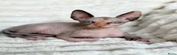 Sphynx cats for sale: Beautiful Sphynx Girl Ready for Her Forever Home  - Advert 15