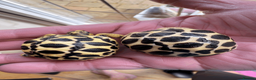 Tortoise reptiles for sale: CB26 indian star tortoise for sale - Advert 4
