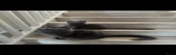 Maine Coon cats for sale: GCCF/Russian Champions BLUE SMOKE Kitten - Advert 25