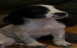 English Springer Spaniel dogs for sale: Springer Spaniel Puppies - Image 4
