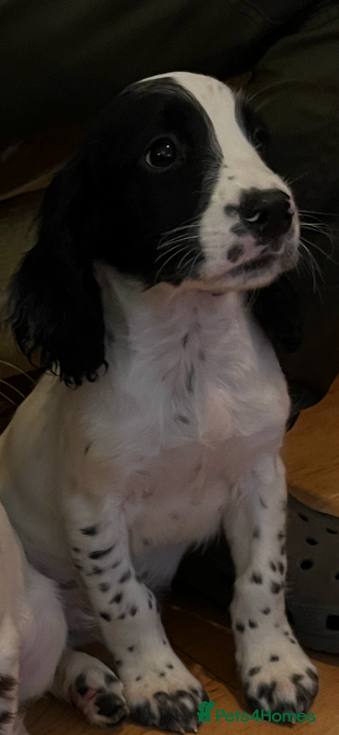 English Springer Spaniel dogs for sale: Springer Spaniel Puppies - Image 4