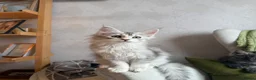 Maine Coon cats for sale: Maine coon kitten - Advert 4