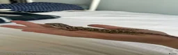 Bearded Dragon reptiles for sale: Baby Bearded Dragon  - Advert 2