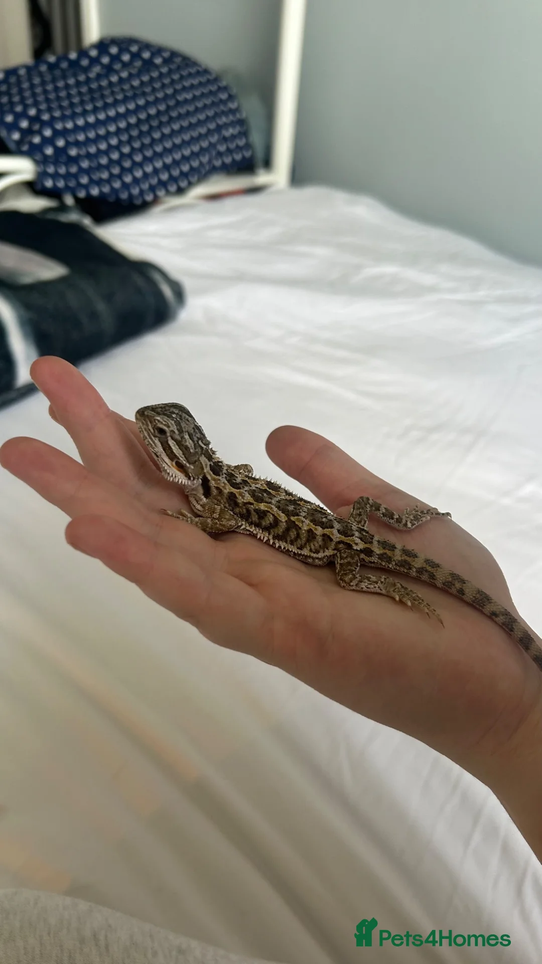 Bearded Dragon reptiles for sale: Baby Bearded Dragon  - Advert 2