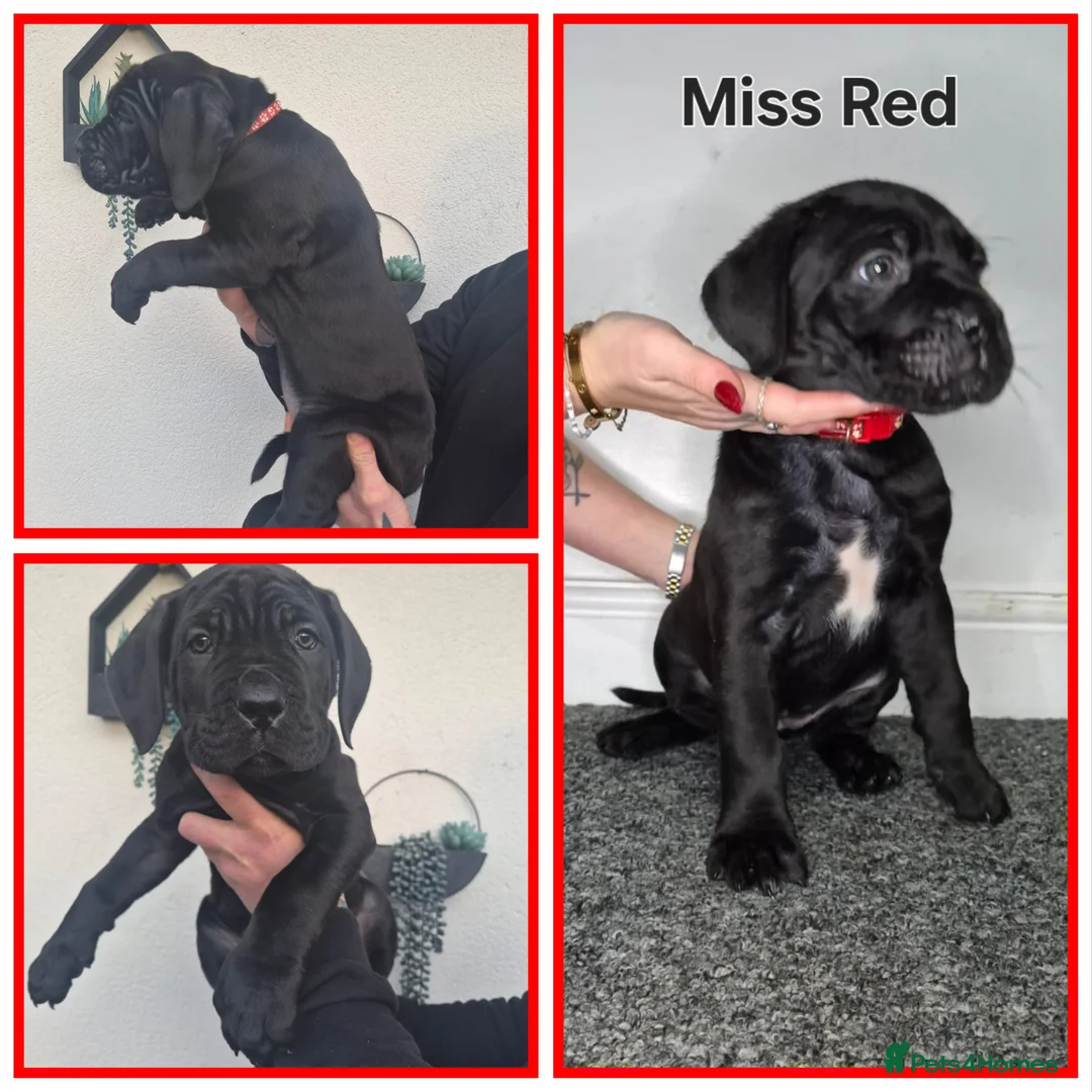 Cane Corso dogs for sale: ***REDUCED*** Cane Corso pups - Advert 12