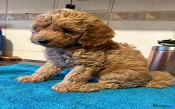 Miniature Poodle dogs for sale: Beautiful miniature poodle pups - Image 6