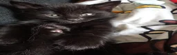 British Shorthair cats for sale: 2 Beautiful kittens 🐈‍⬛ 😻 - Advert 4