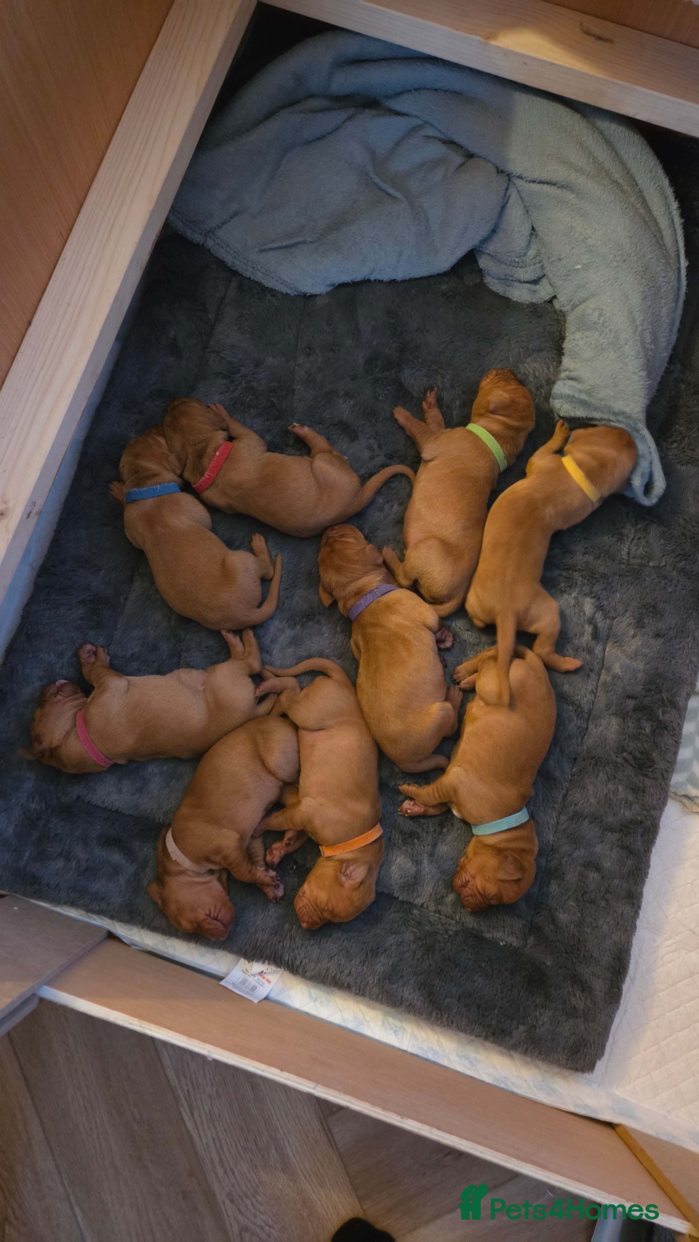Hungarian Vizsla dogs 🧡Hungarian Vizsla Puppies - Exceptional pedigrees - Advert 8