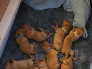 Hungarian Vizsla dogs 🧡Hungarian Vizsla Puppies - Exceptional pedigrees - Advert 8