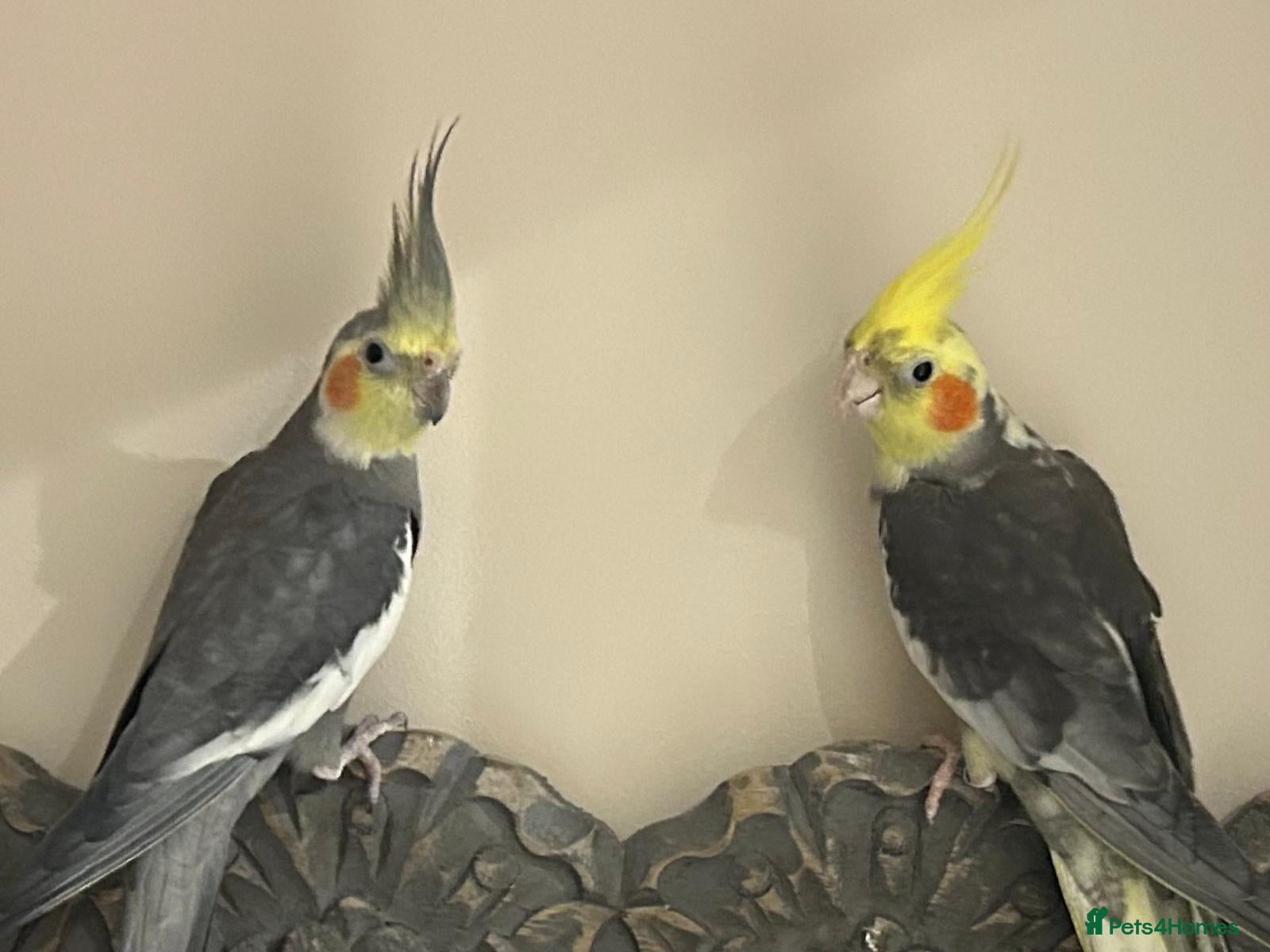 Cockatiels birds 2 Cockatiels, cage & accessories included  - Advert 4
