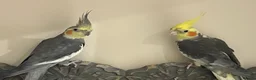 Cockatiels birds for sale: 2 Cockatiels, cage & accessories included  - Advert 1
