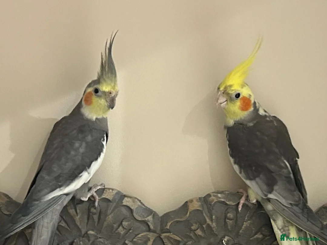 Cockatiels birds for sale: 2 Cockatiels, cage & accessories included  - Advert 1