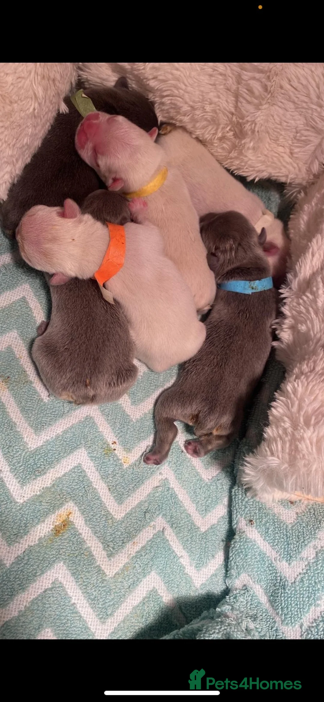 French Bulldog dogs for stud: Hector Starfex in Leigh - Advert 28