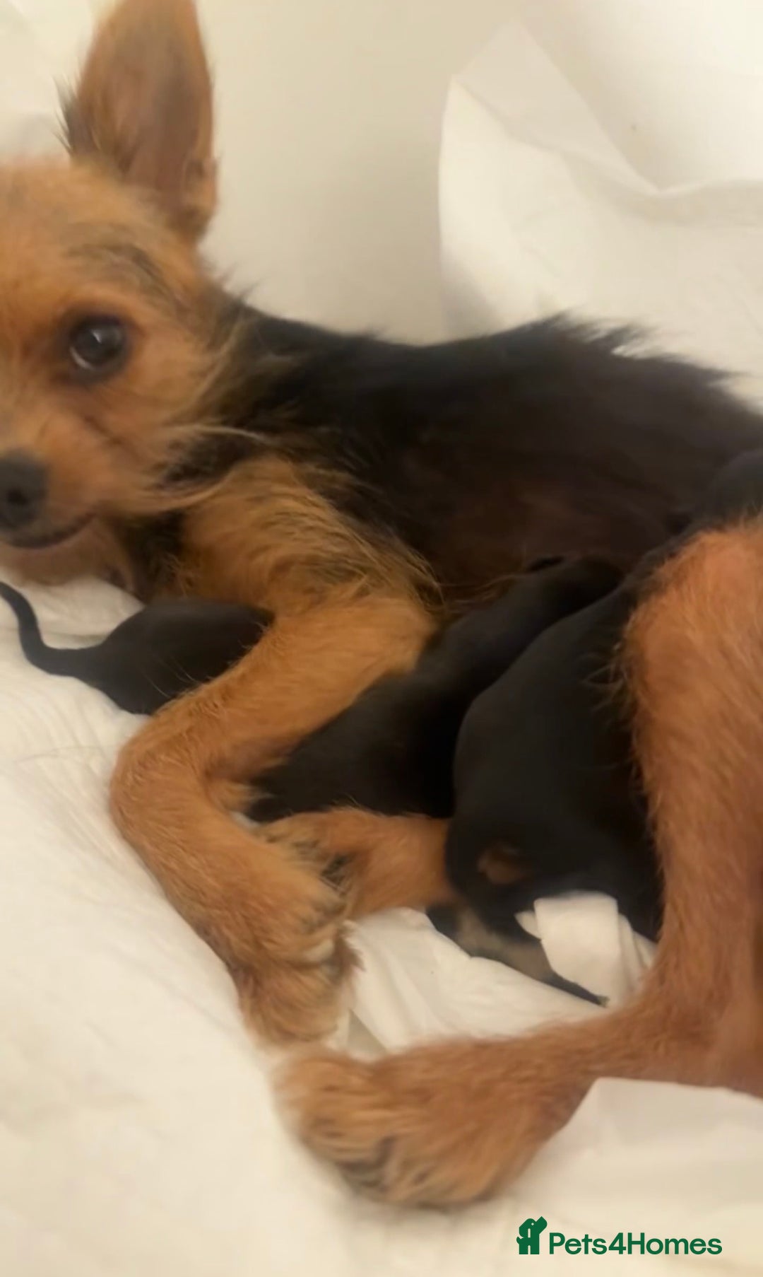 Mixed Breed dogs for sale: PUPPIES FOR SALE  - Advert 6