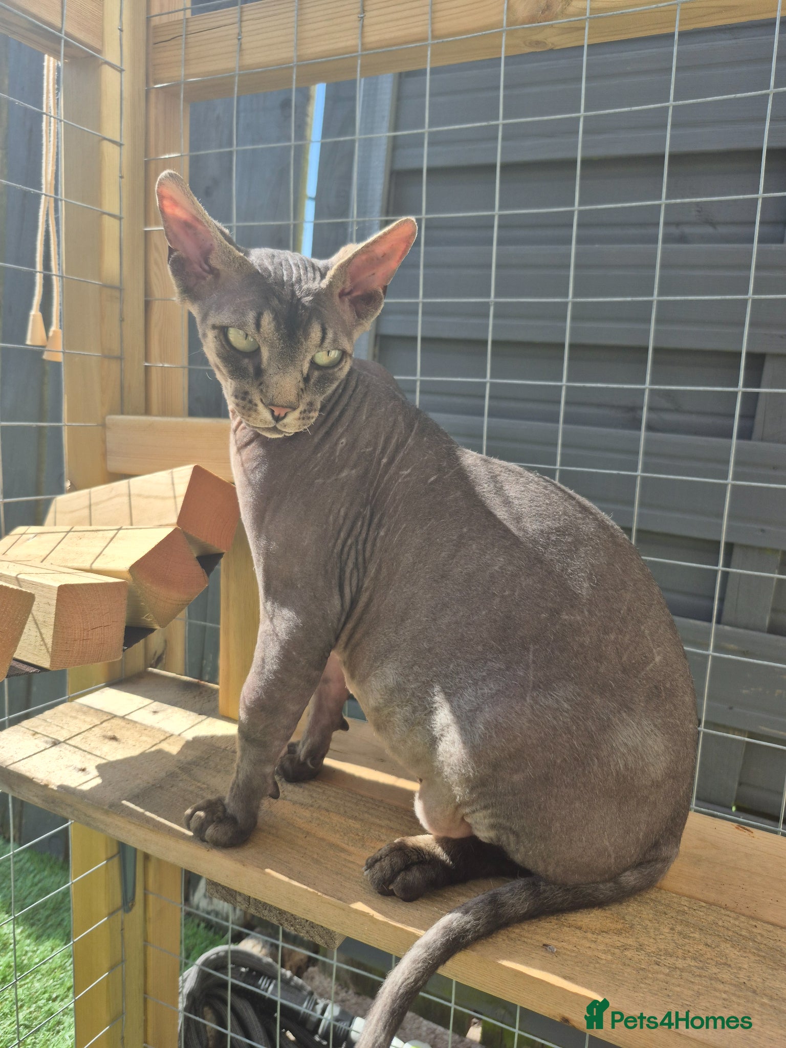 Sphynx cats Tabby sphynx  - Advert 4