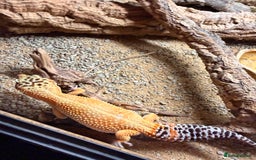 Leopard Gecko reptiles for sale: Leopard Gecko & Terrarium With All Equipment - Image 5