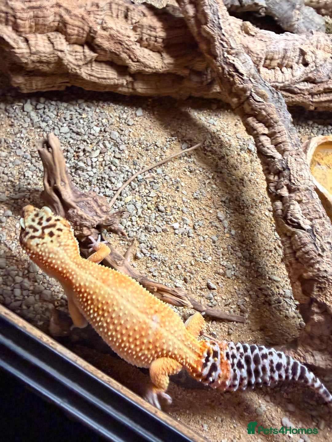 Leopard Gecko reptiles for sale: Leopard Gecko & Terrarium With All Equipment - Image 5
