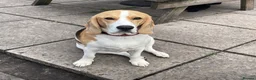 Beagle dogs for sale: KG Reg Scabs the beagle 16 months old - Advert 3