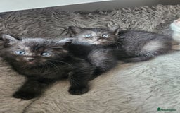 Burmese cats for sale: Beautiful Burmese x British kittens for sale 🤍  - Image 4