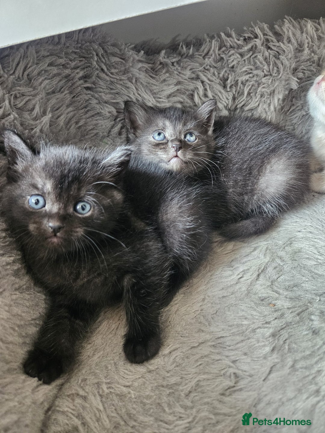 Burmese cats for sale: Beautiful Burmese x British kittens for sale 🤍  - Image 4