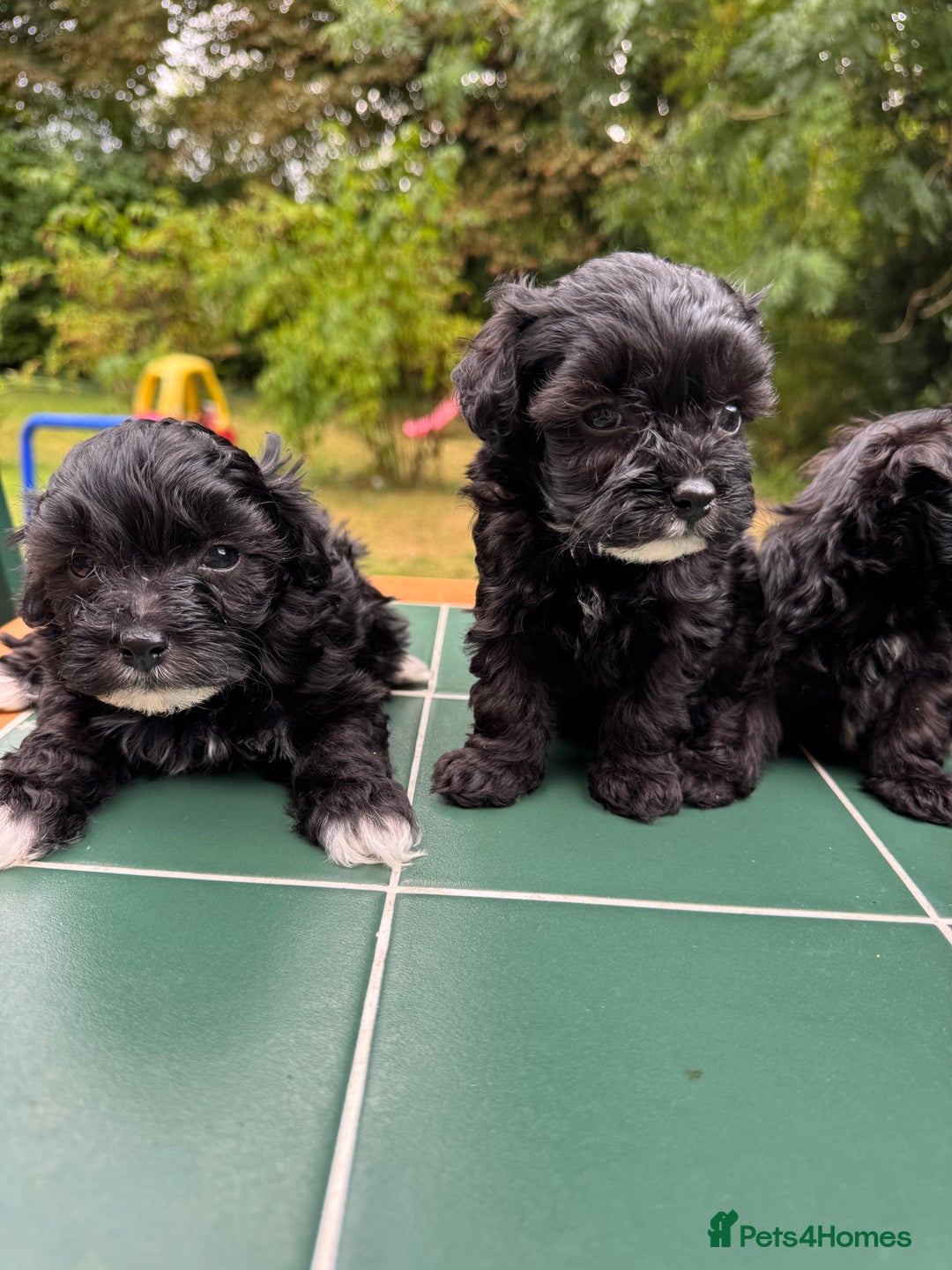 Maltipoo dogs for sale: Gorgeous tiny toy Maltipoo puppies  - Image 3