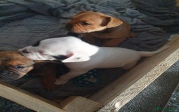 Mixed Breed dogs for sale: Oldtyme x french bulldogs - Image 5