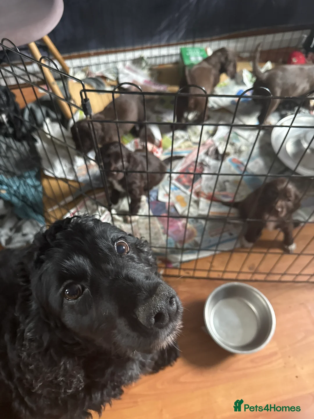 Cocker Spaniel dogs for sale: 3 wcs chocolate bitches, lovely temperament  - Advert 2