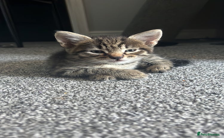 Mixed Breed cats - Advert 14