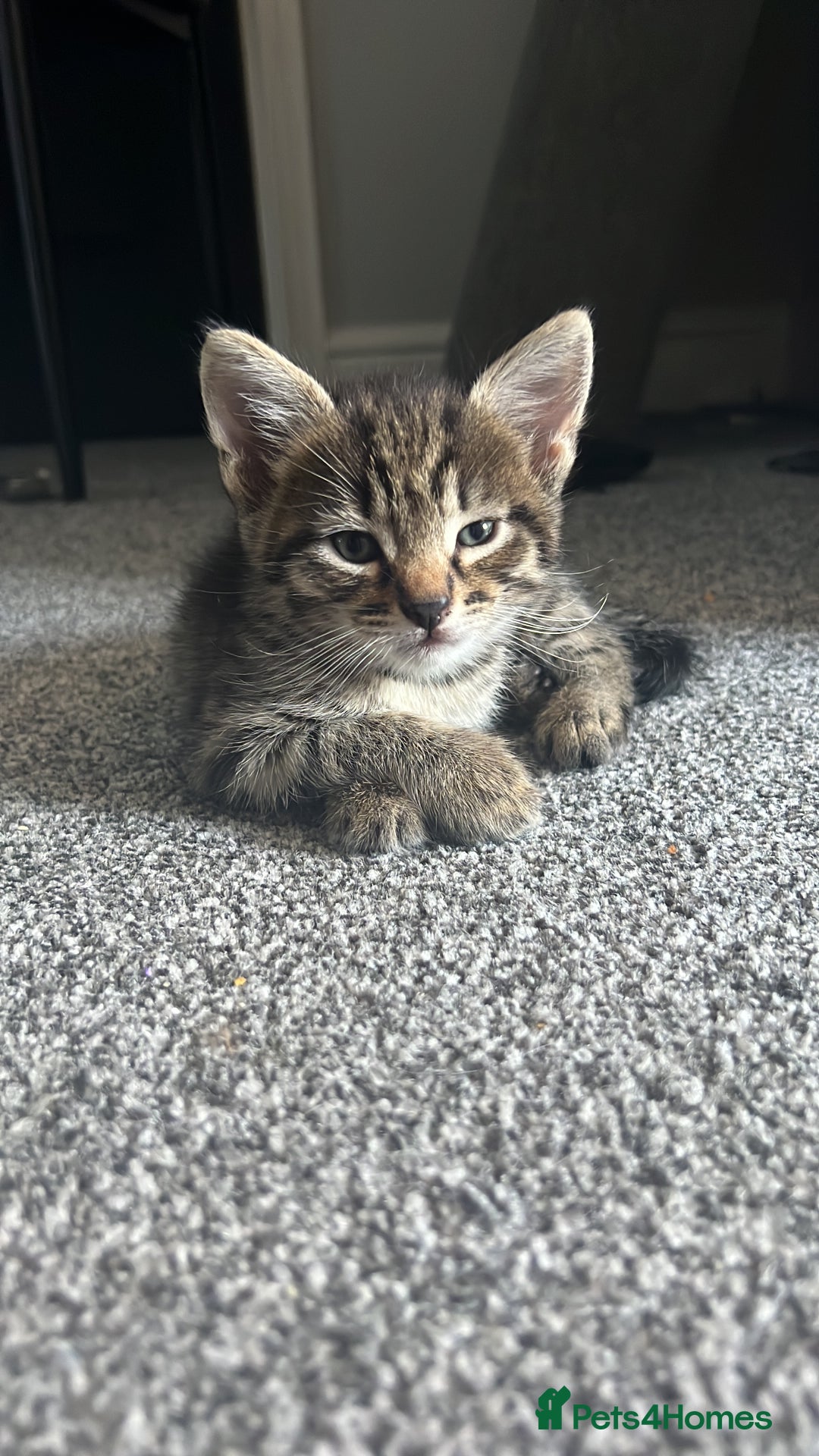 Mixed Breed cats for sale: Half Siberian Boy kitten 3+ months  - Image 1